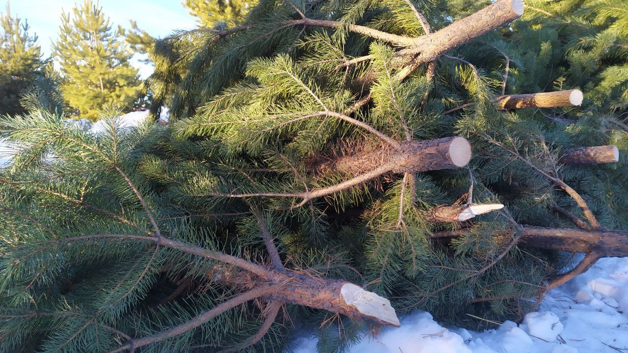 Коммунальщики рассказали, куда выбрасывать елки в Челябинске