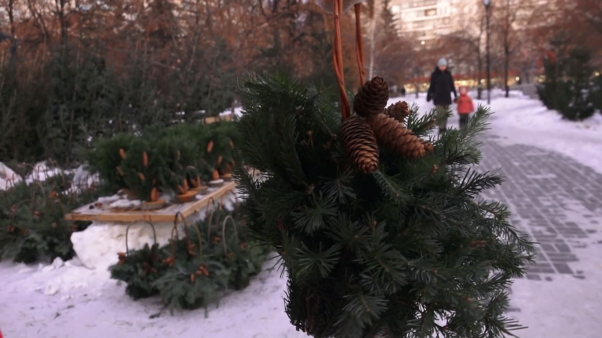 Аромат и цвет: как выбрать елку, объяснили специалисты из Челябинска