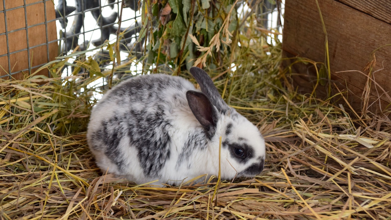 Зоопарк Челябинска призывает не дарить на Новый год кроликов