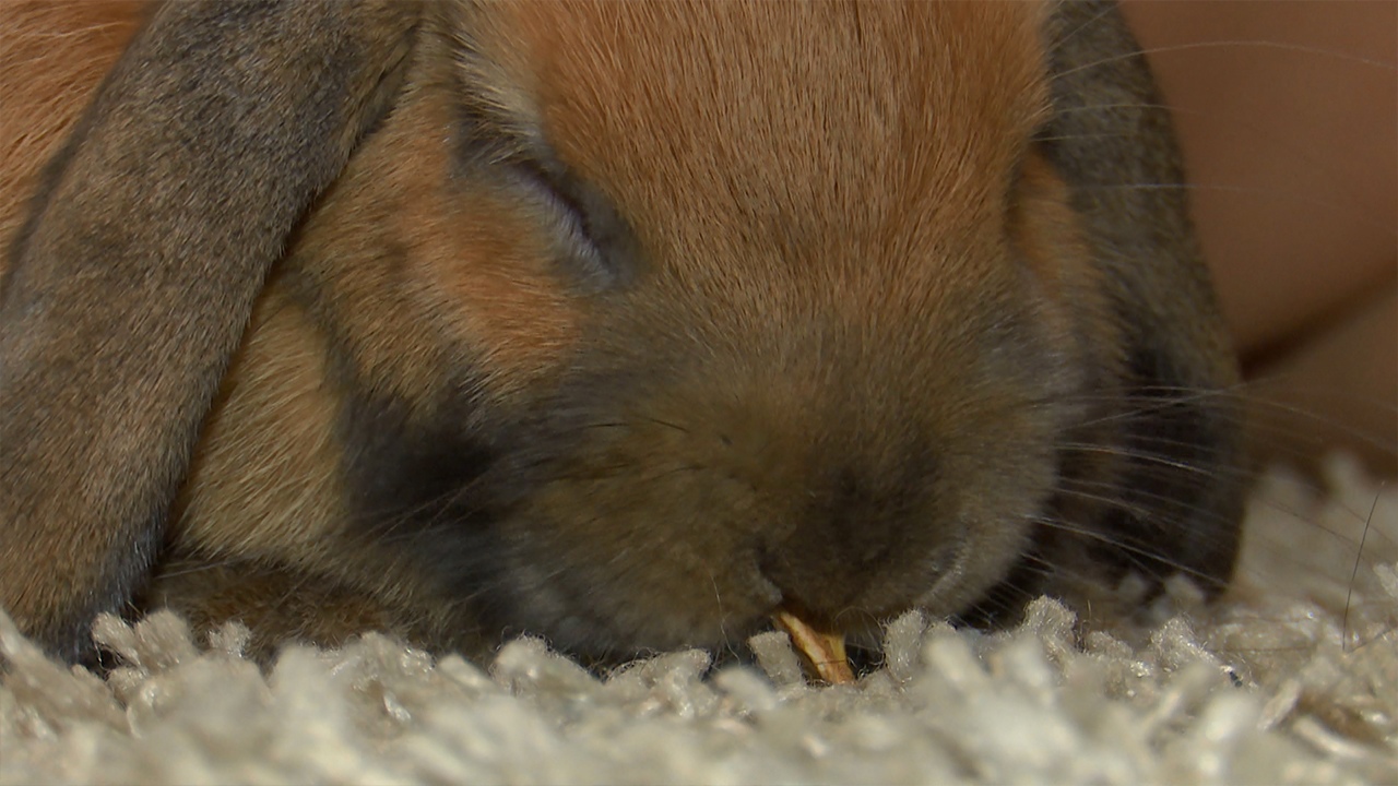 Символ года: об особенностях кроликов рассказали сотрудники зоопарка в Челябинске