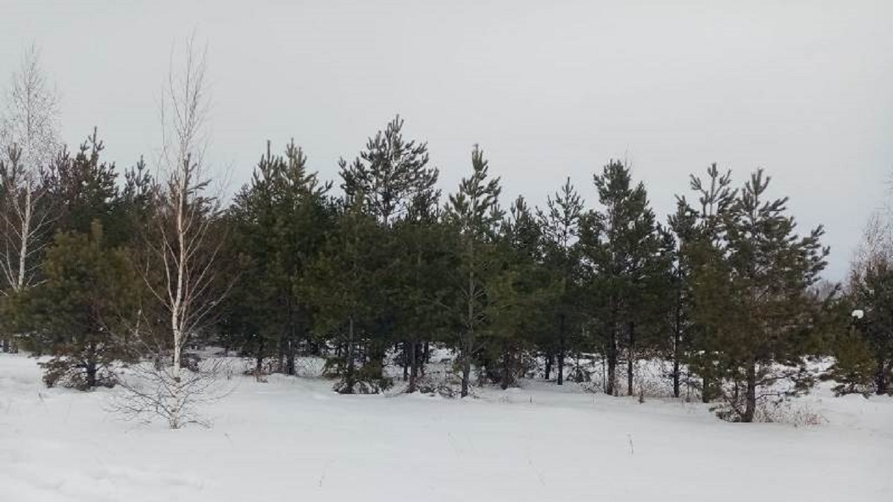 Житель Челябинской области незаконно срубил более 500 елок