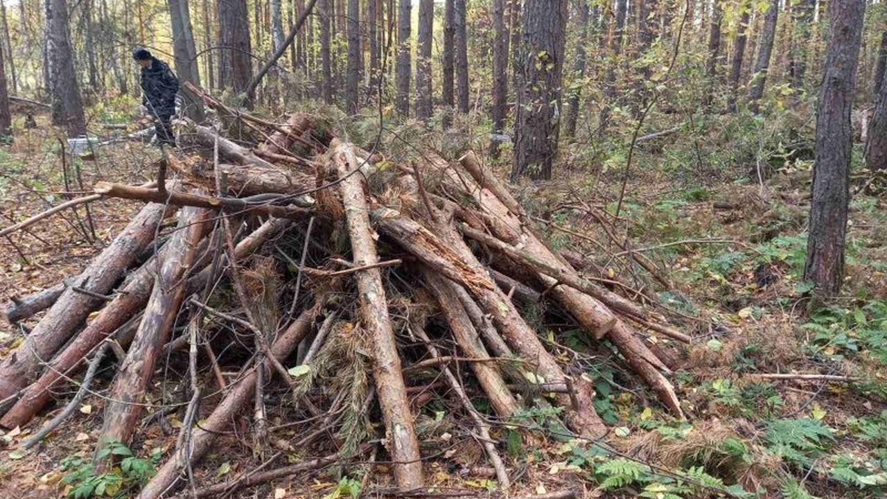Черный лесоруб: в Челябинской области мужчина незаконно срубил 128 сосен