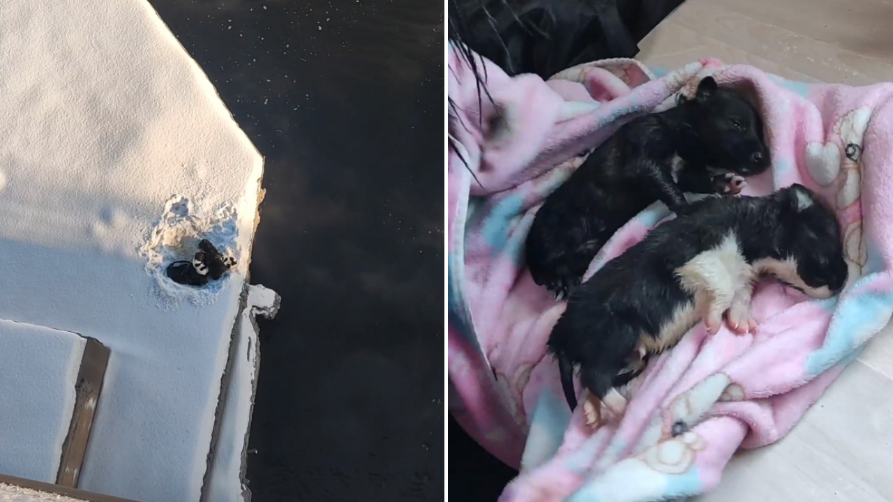 Сброшенных с моста шестерых щенков спасли в Челябинской области