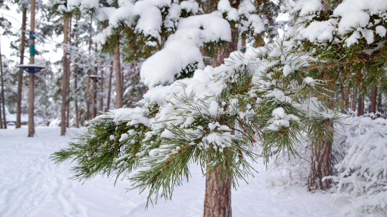 Метели, мокрый снег и до +2°C прогнозируют в Челябинской области