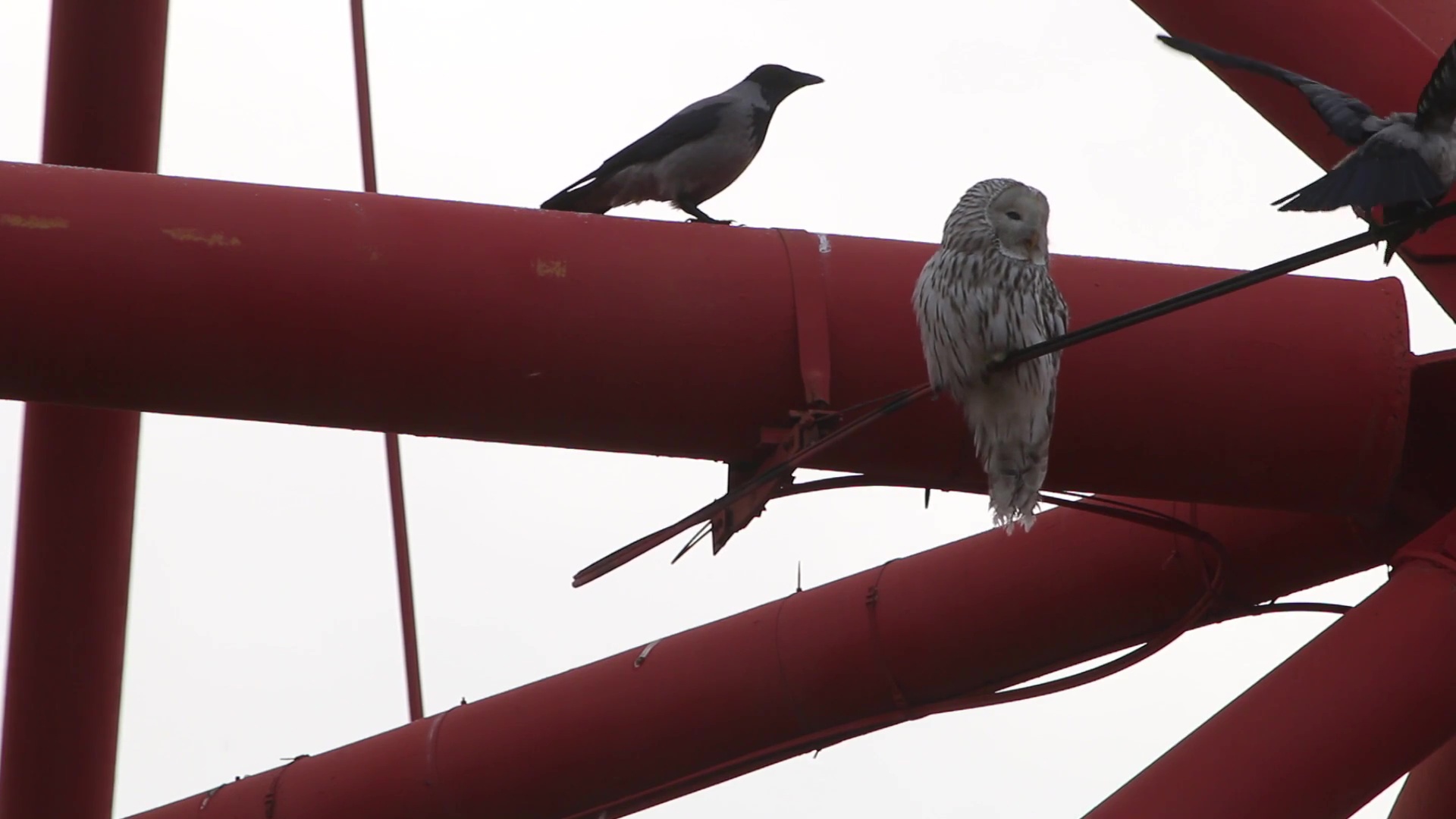 Наглые вороны напали на спящую сову в Челябинске ВИДЕО 