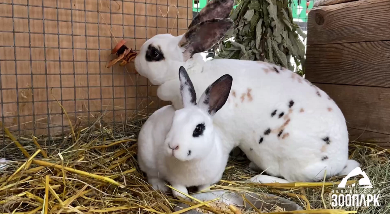 В зоопарке Челябинска кроликов угостили овощными гирляндами