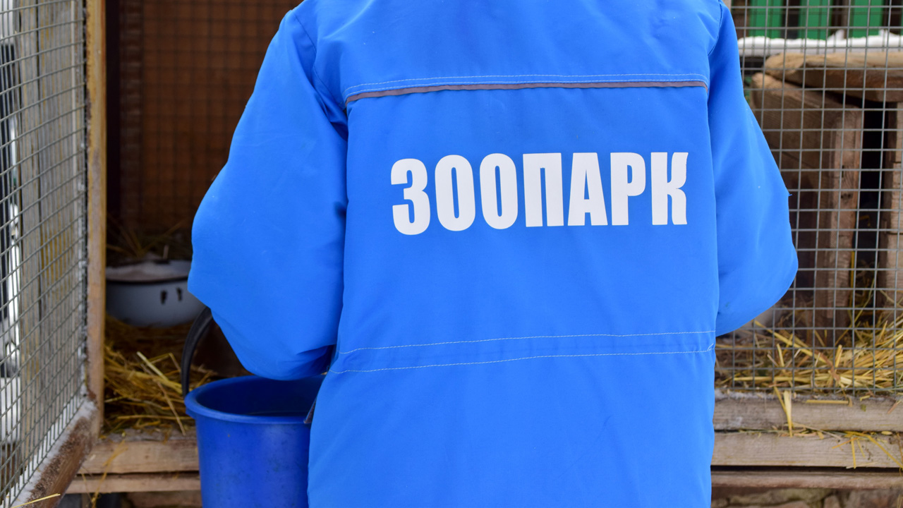 Жираф в зоопарке Челябинска: сколько стоит животное и какой вольер для него нужен