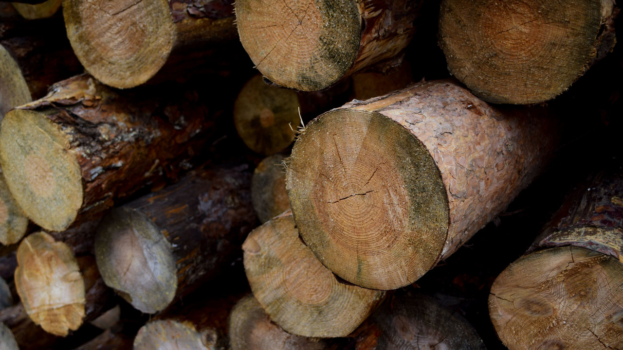 В Челябинской области упростили заготовку леса на дрова и для строительства