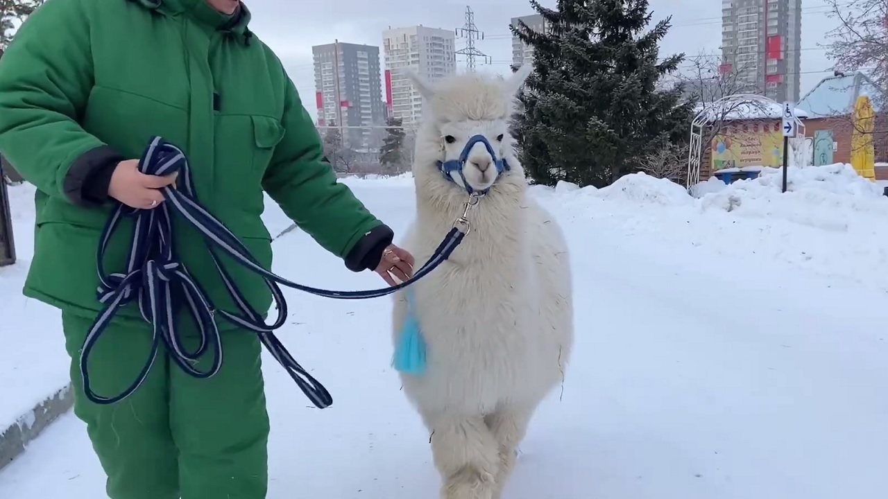 Как альпака Дуся из челябинского зоопарка поздравила южноуральцев с Новым годом