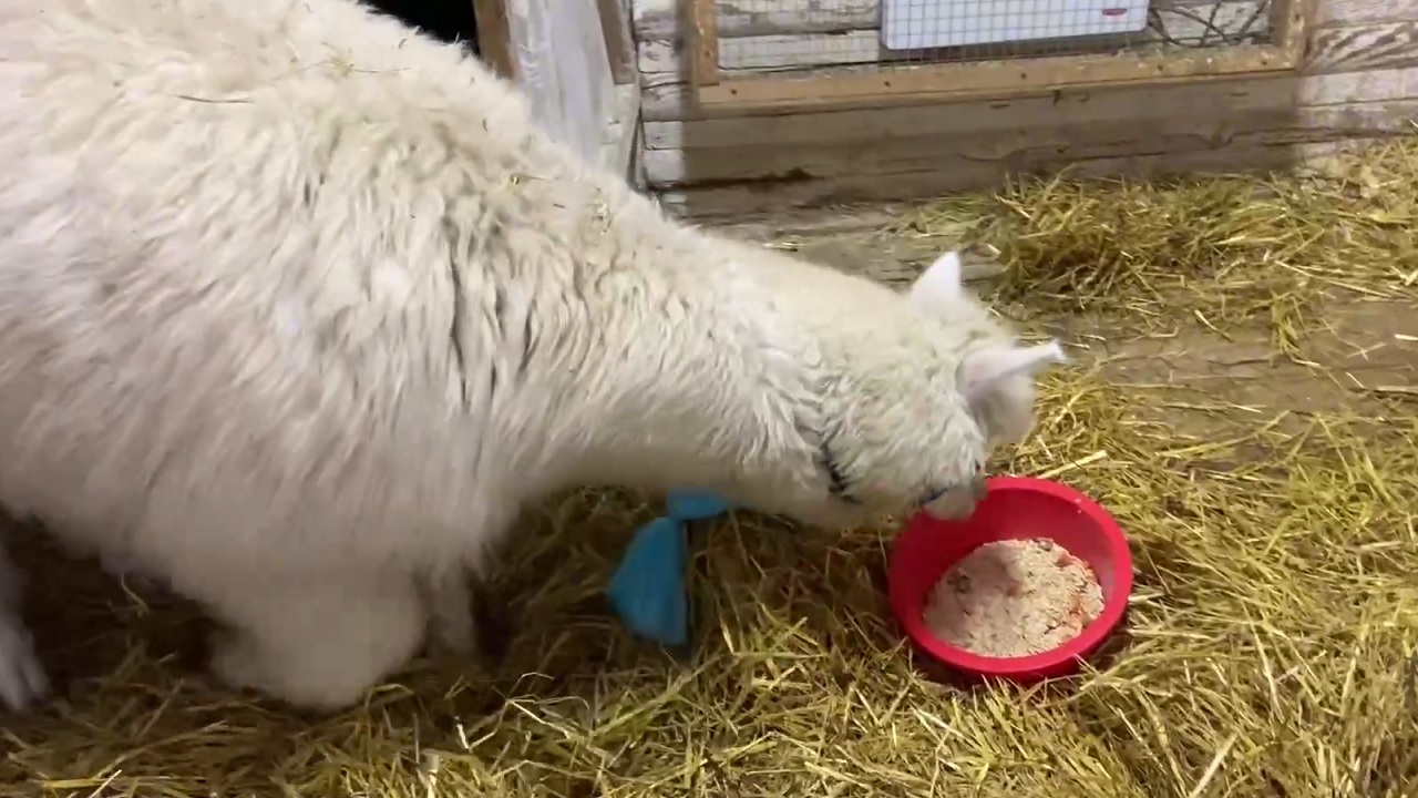Как альпака Дуся из челябинского зоопарка поздравила южноуральцев с Новым годом