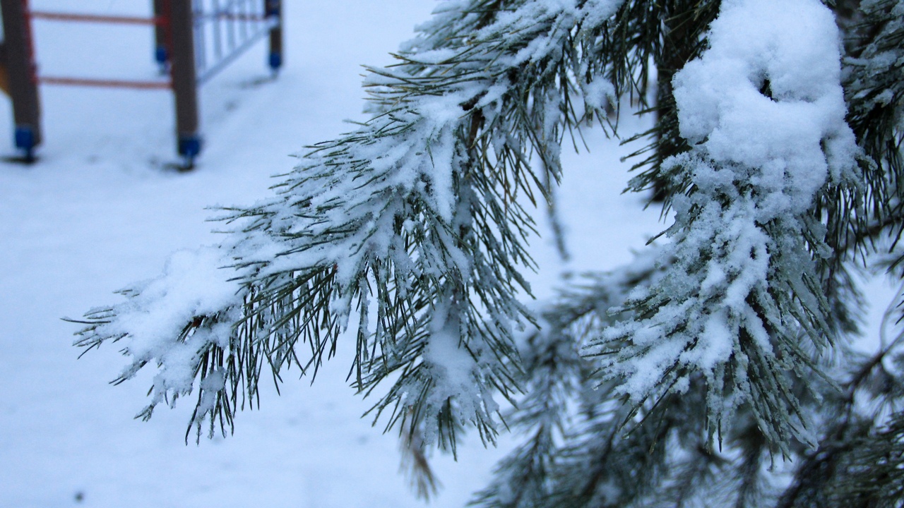 Как в Челябинске утилизируют хвойные деревья после праздников