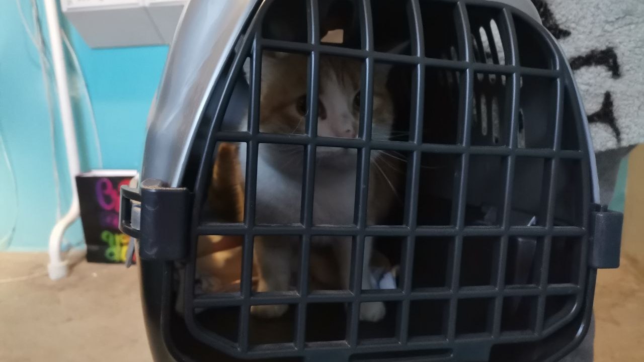 Козы, куры, черепахи: жительница Магнитогорска приютила десятки бездомных животных