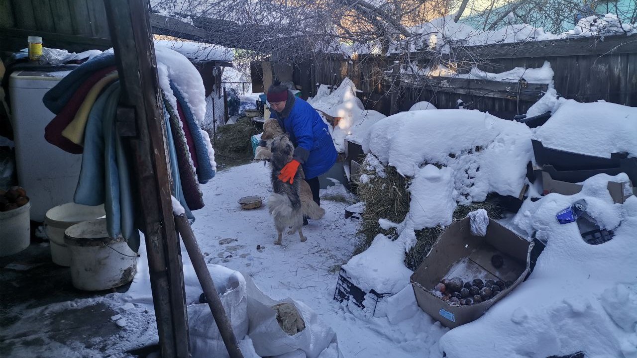Козы, куры, черепахи: жительница Магнитогорска приютила десятки бездомных животных