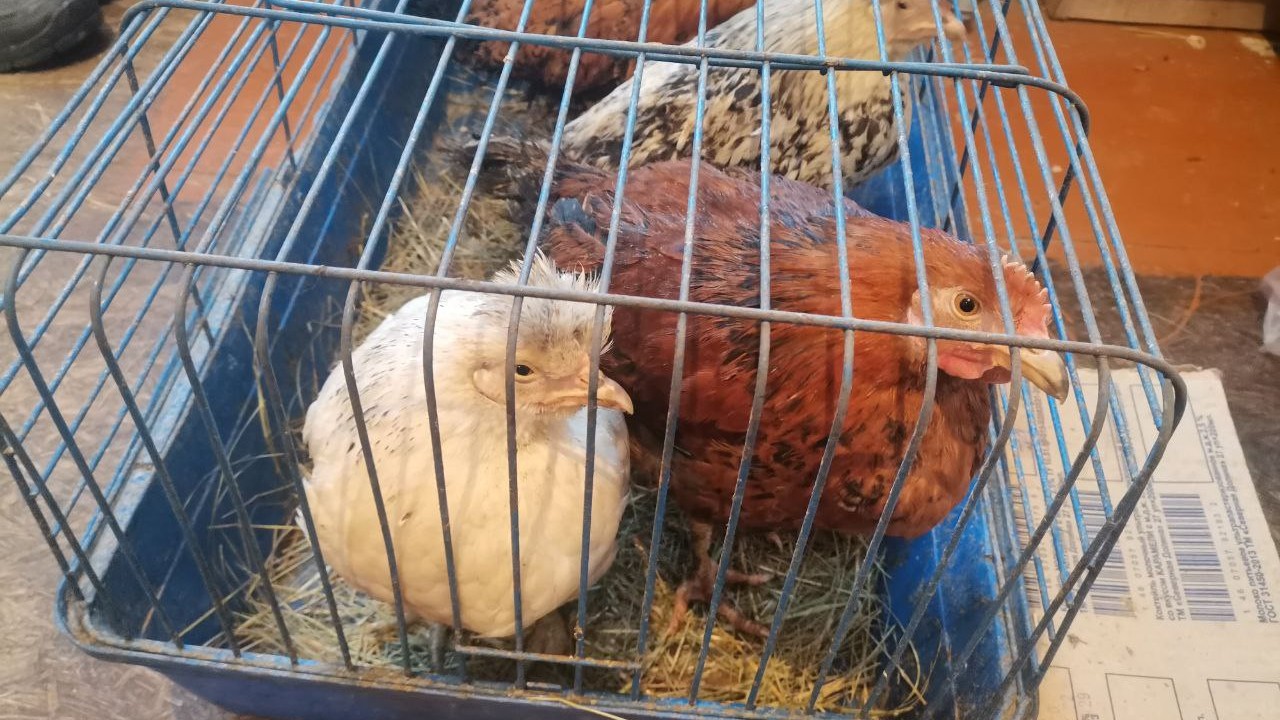 Козы, куры, черепахи: жительница Магнитогорска приютила десятки бездомных животных