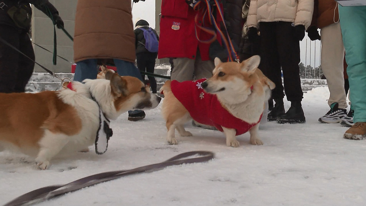 Собаки в новогодних костюмах: корги-вечеринка прошла в Челябинске