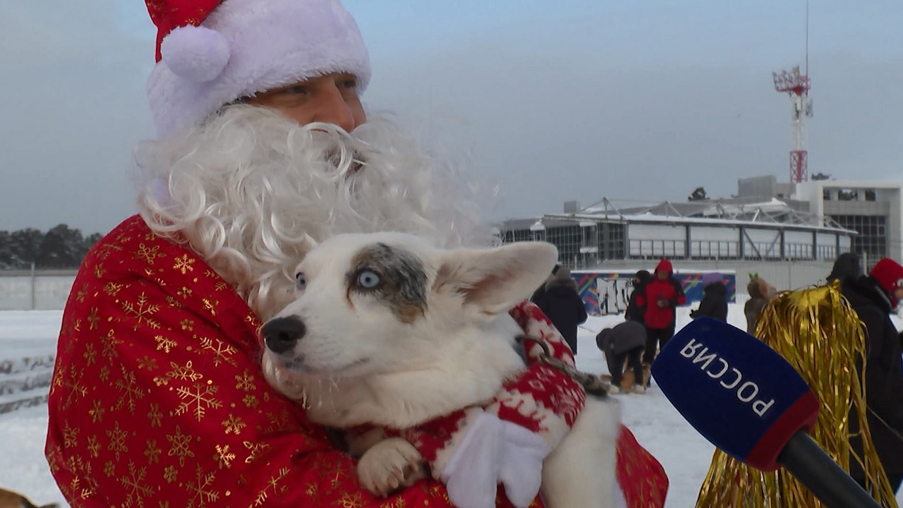 Собаки в новогодних костюмах: корги-вечеринка прошла в Челябинске