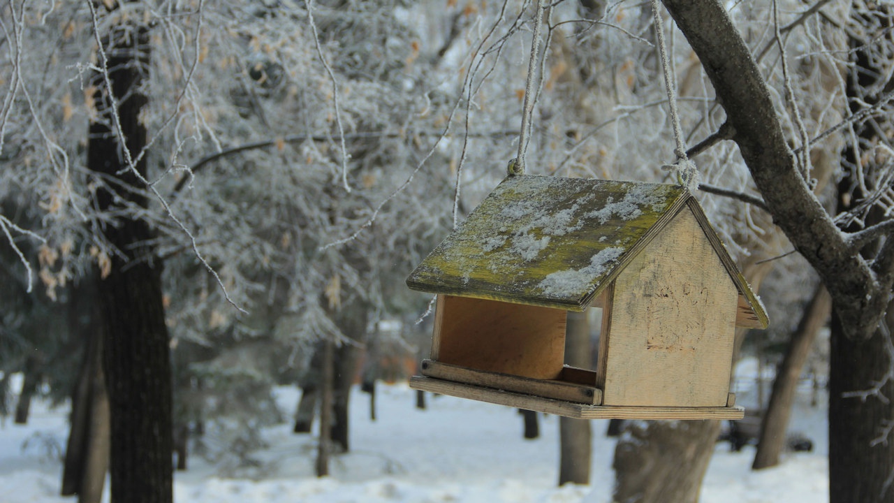 Жителей Южного Урала призывают подкармливать птиц в морозы