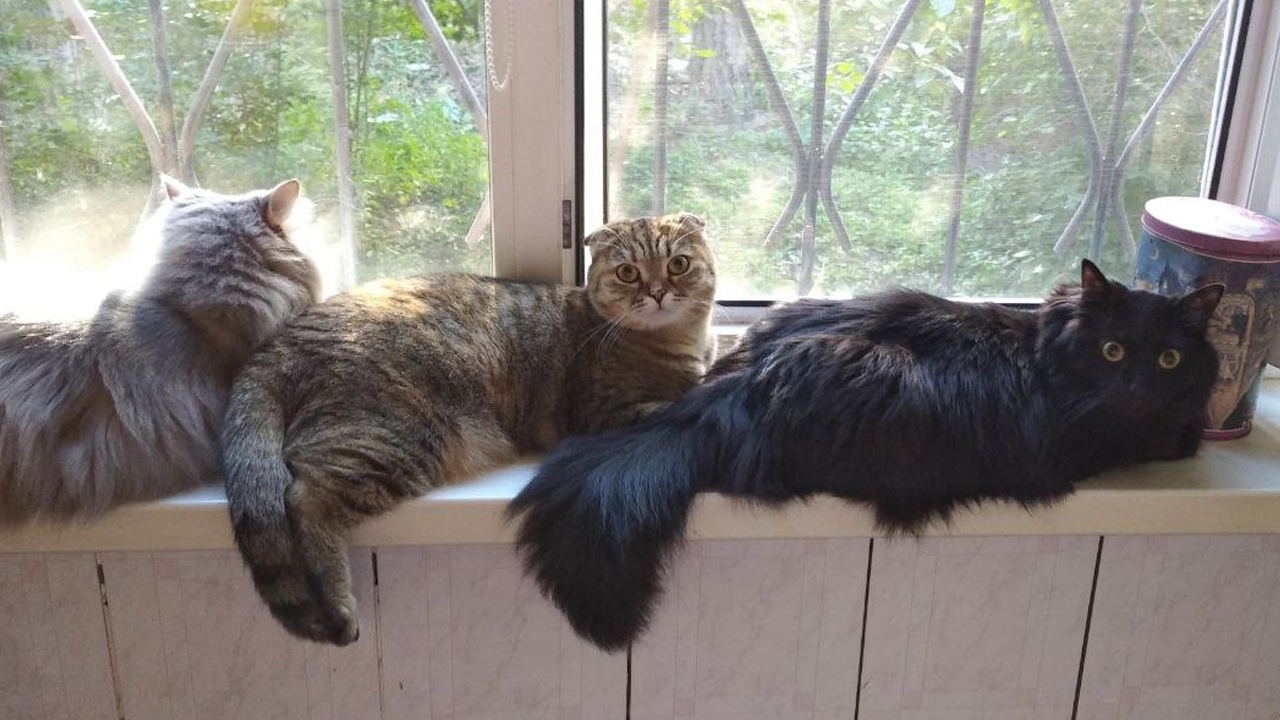 Покажи кота: ГТРК "Южный Урал" принимает видео и фото пушистых питомцев