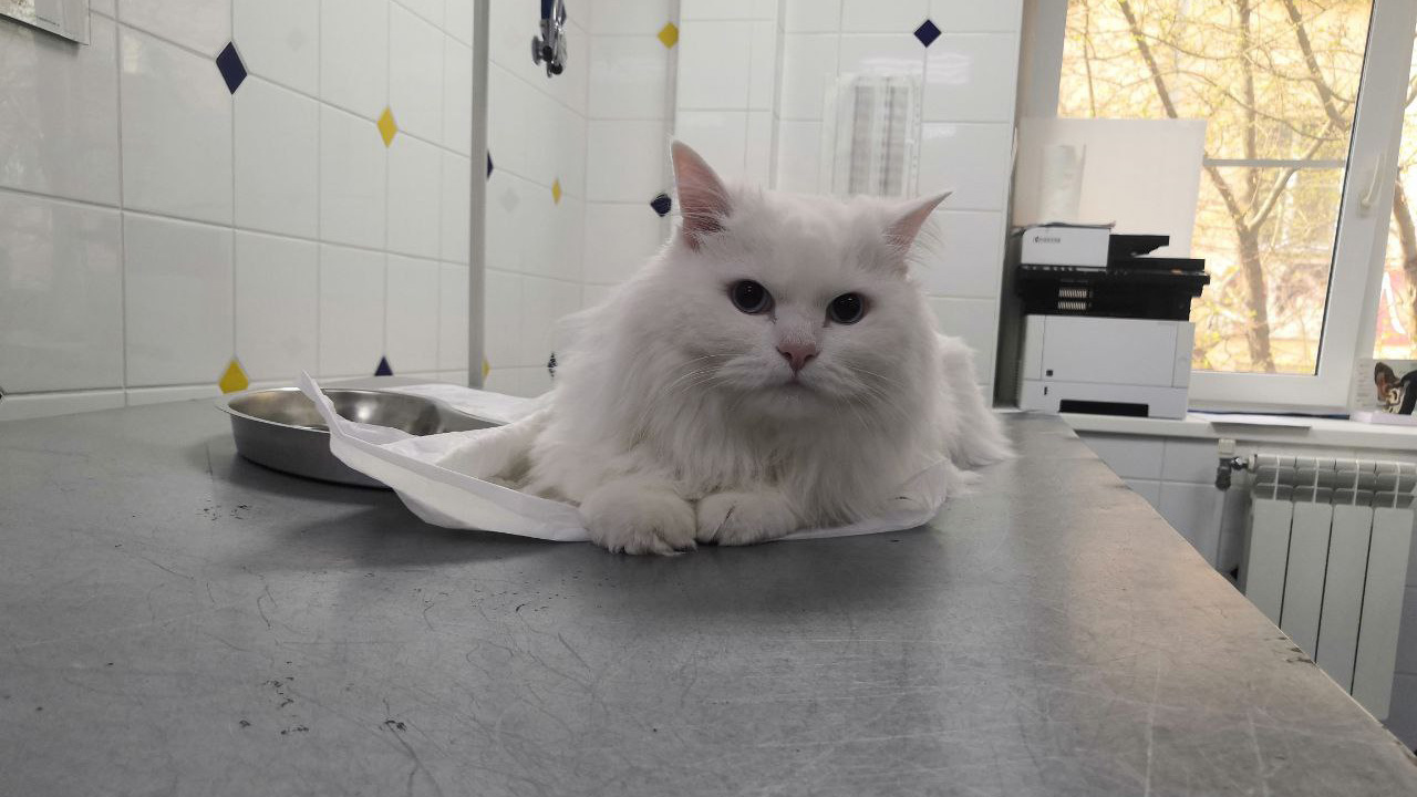 Россельхознадзор назвал города-лидеры по бешенству в Челябинской области