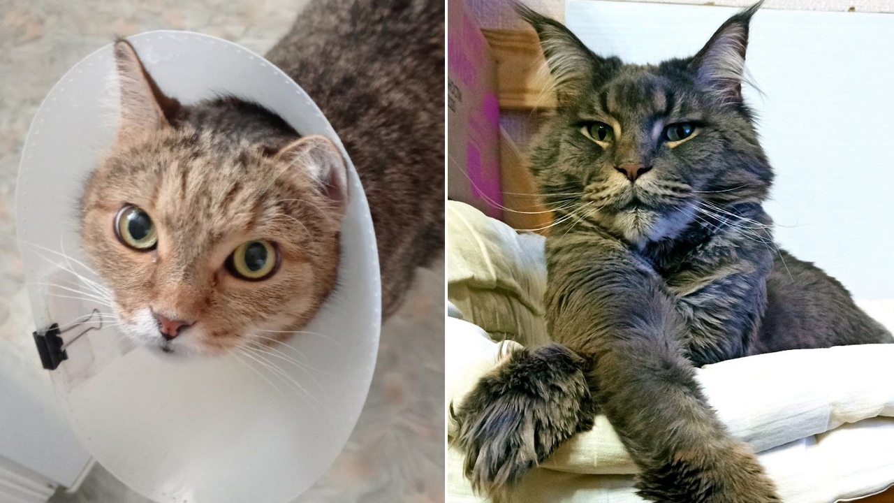 Покажи кота: ГТРК "Южный Урал" принимает видео и фото пушистых питомцев