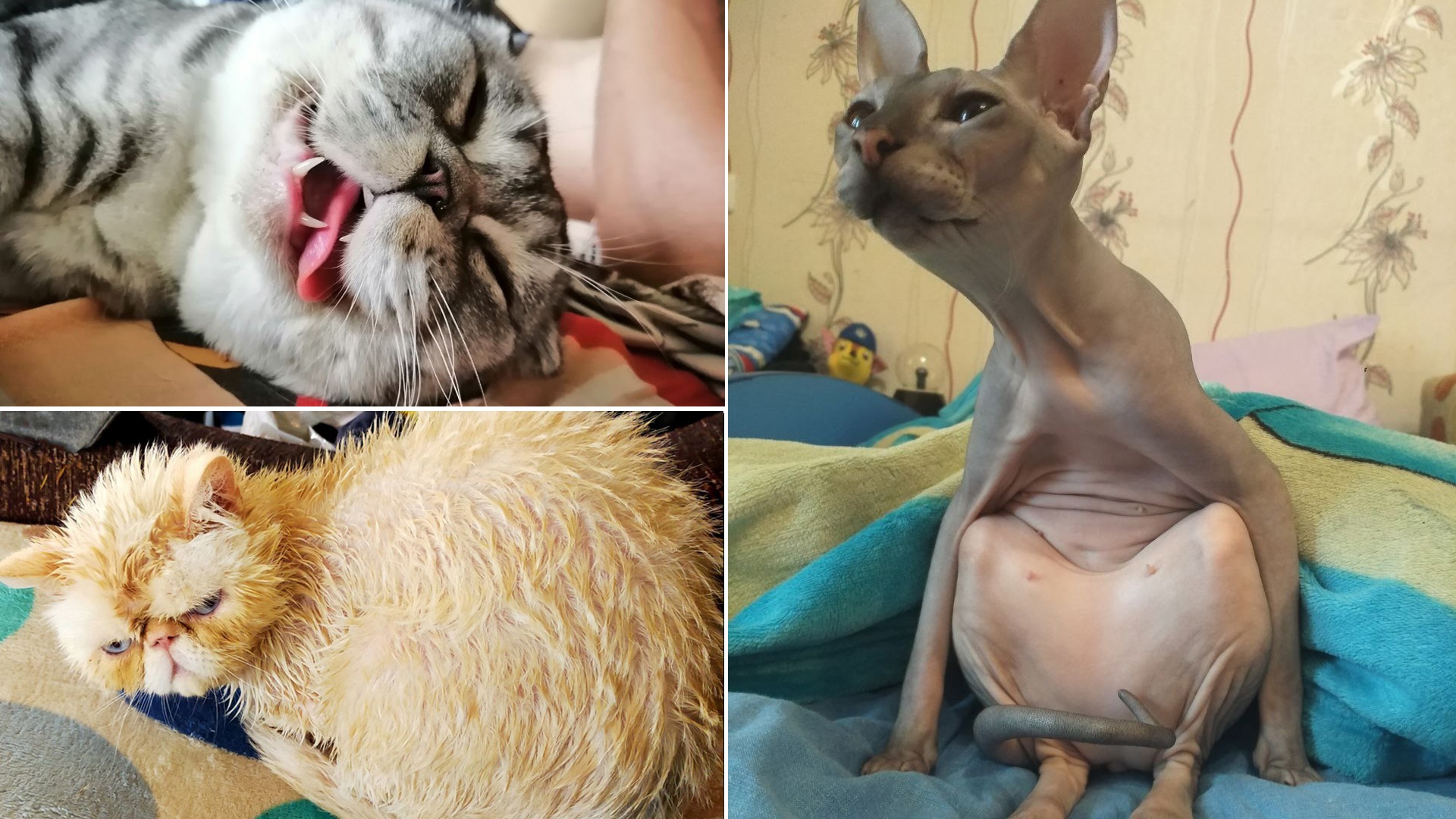 Котиков много не бывает: усатые стали героями нового проекта ГТРК "Южный Урал"