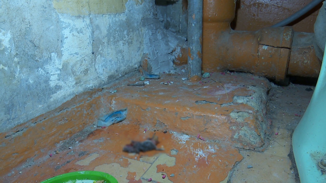 Полчища крыс много лет беспокоят жителей многоэтажки в Челябинске