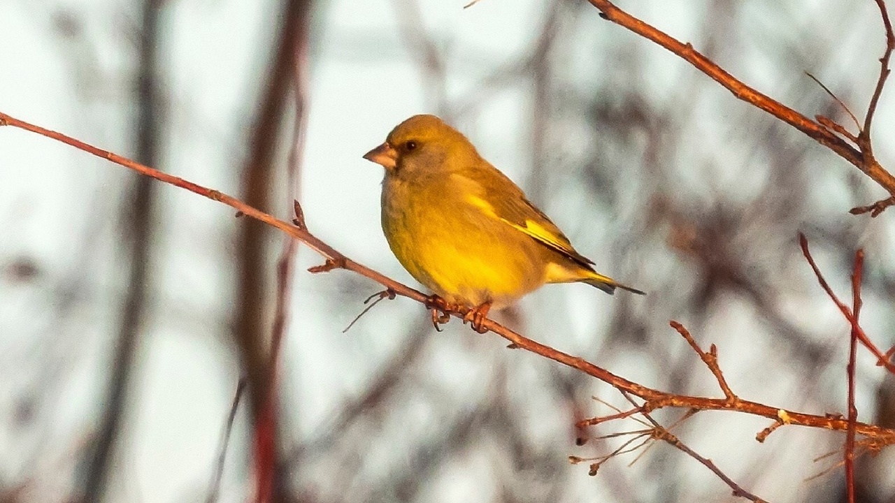В Челябинской области заметили "лимонных" птиц с повадками летучих мышей