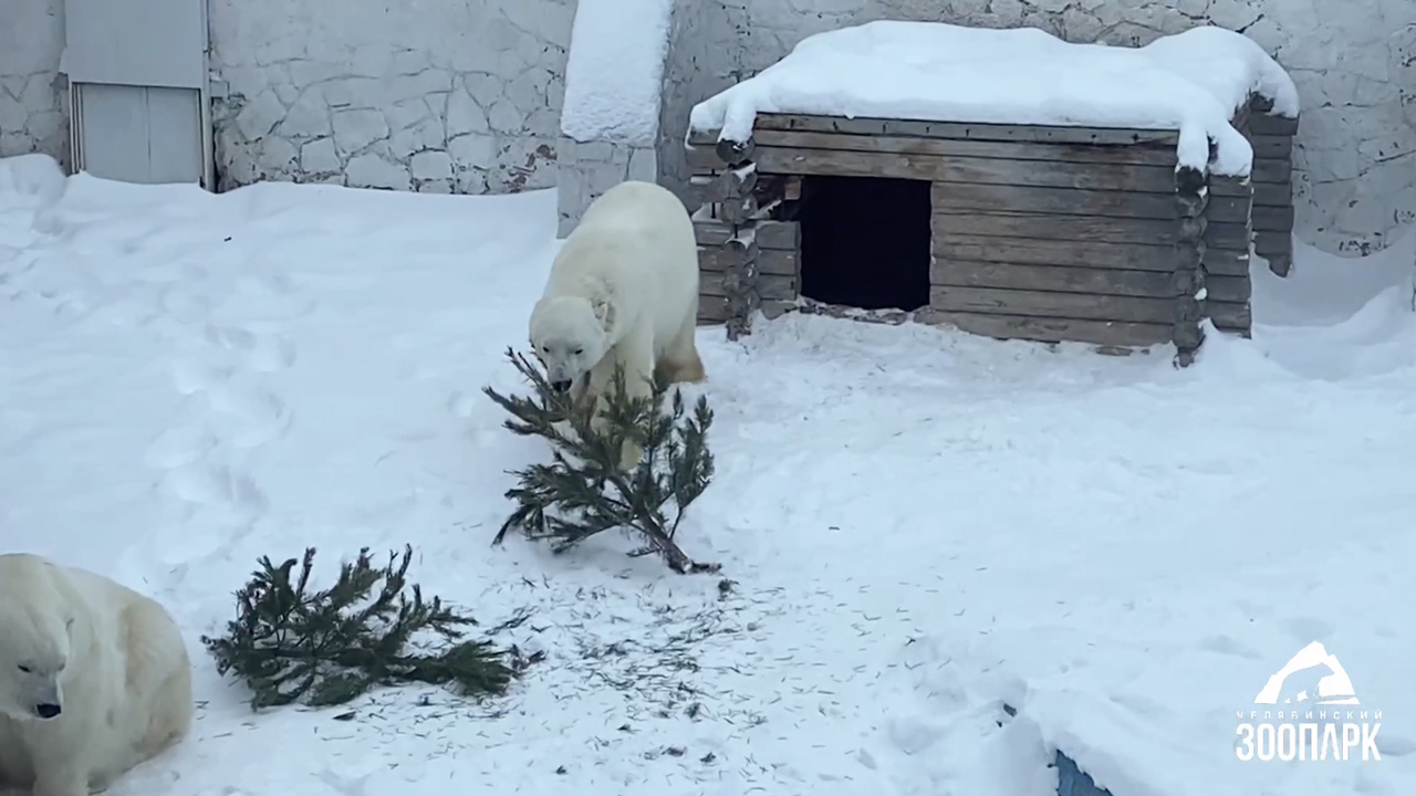 В зоопарке Челябинска медведи готовятся к встрече старого Нового года