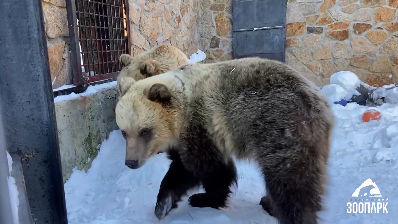 Две медведицы в зоопарке Челябинска вышли из спячки ВИДЕО