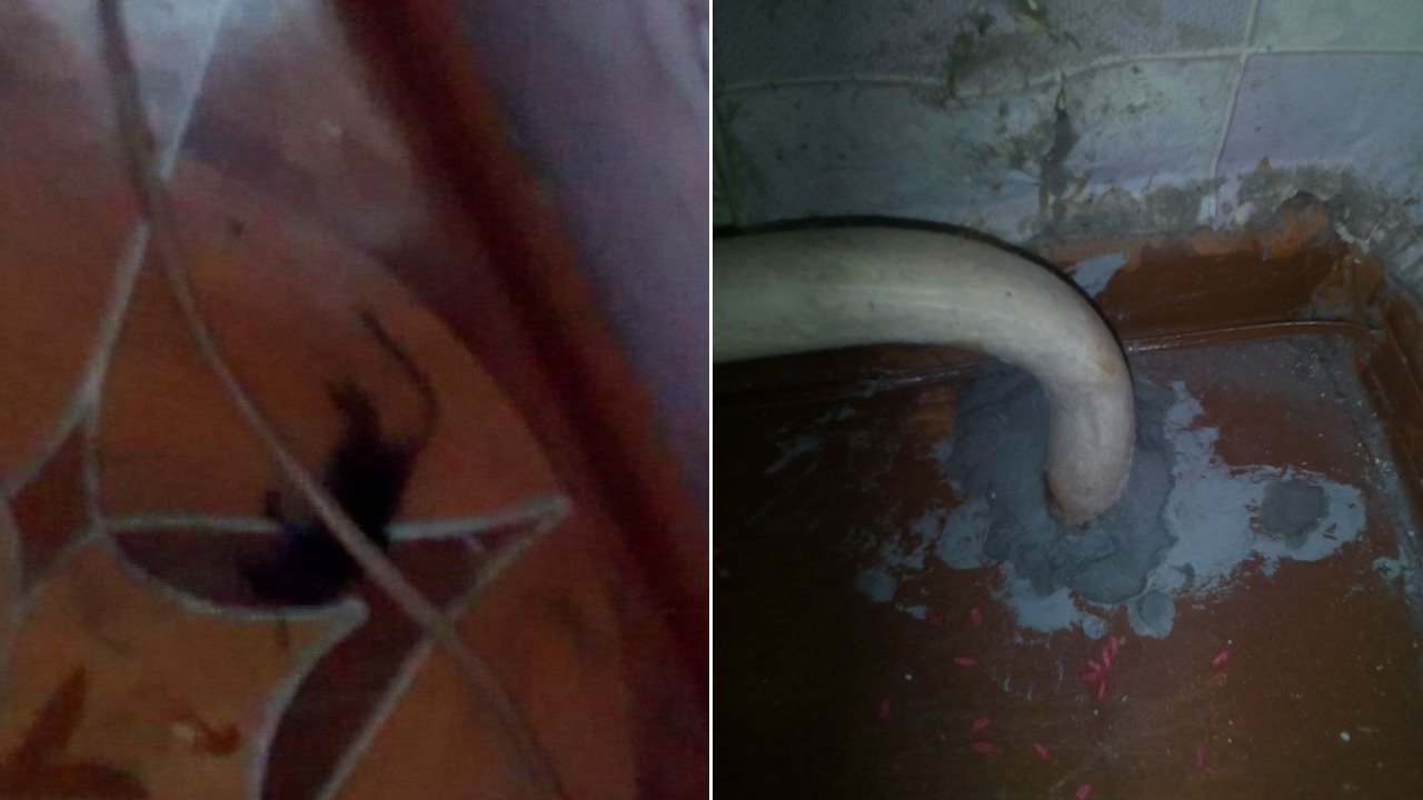 Бегают по дивану и шторам: крысы атаковали жилой дом в Челябинске