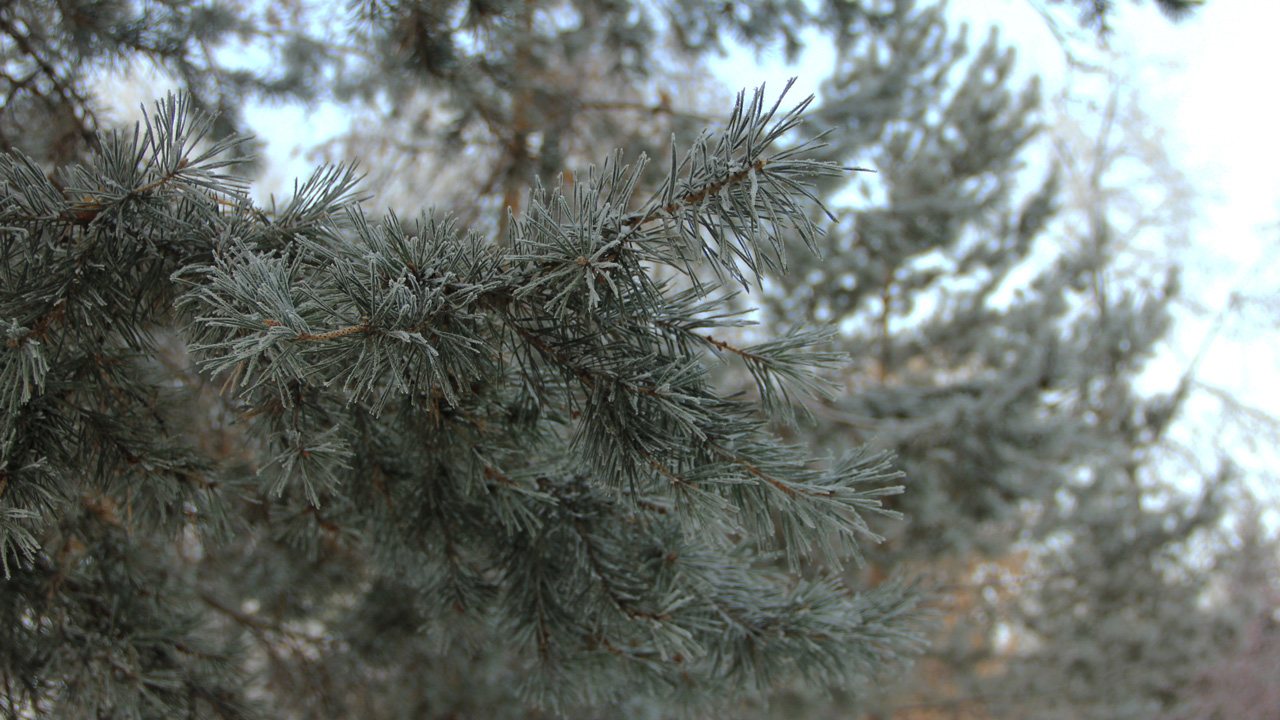 Снег и порывистый ветер прогнозируют в Челябинской области