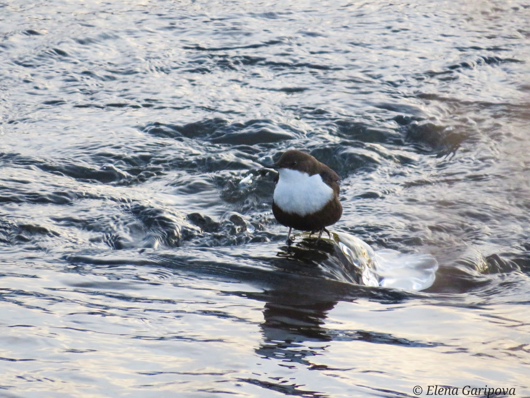 Птицу, которая любит нырять в ледяную воду, сняли на видео в Челябинской области