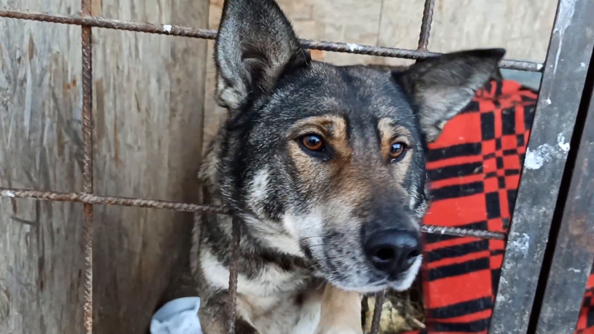 Жители Катав-Ивановска требуют закрыть приют для бездомных собак 