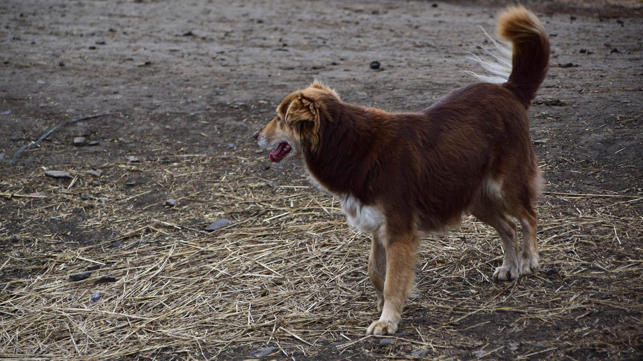 Агрессивные стаи собак терроризируют жителей городов Южного Урала