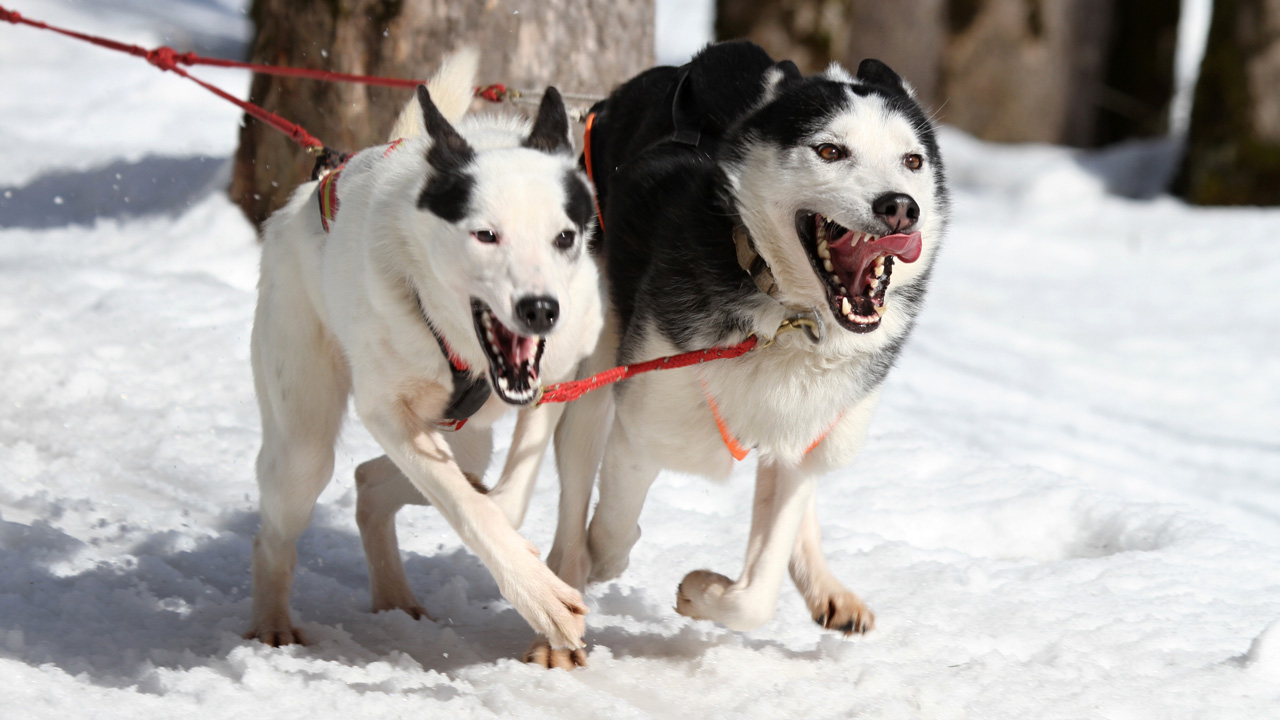 Гонки на ездовых собаках пройдут в Челябинской области