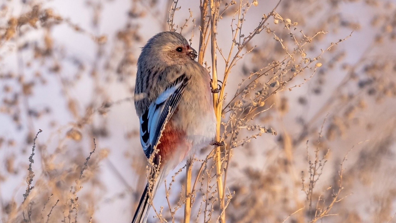 В Челябинской области заметили милых птиц, которые едят аллергенные растения