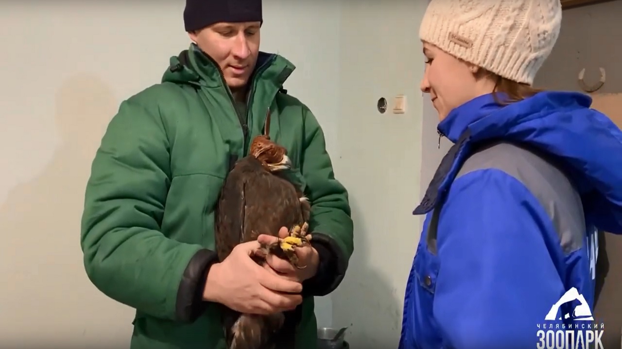 Хищников в зоопарке Челябинска проверили на упитанность