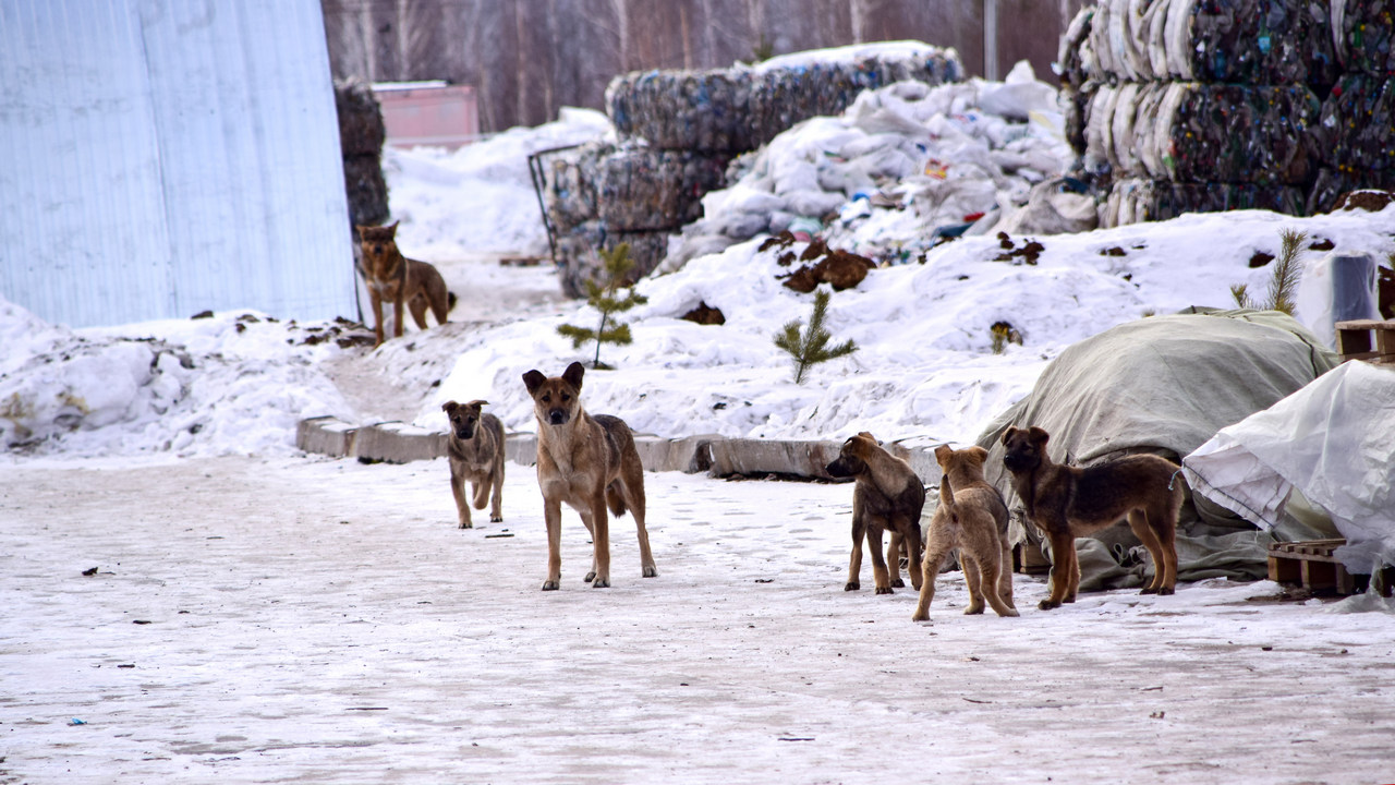 Зооволонтеры в Челябинской области жалуются на службы отлова животных  