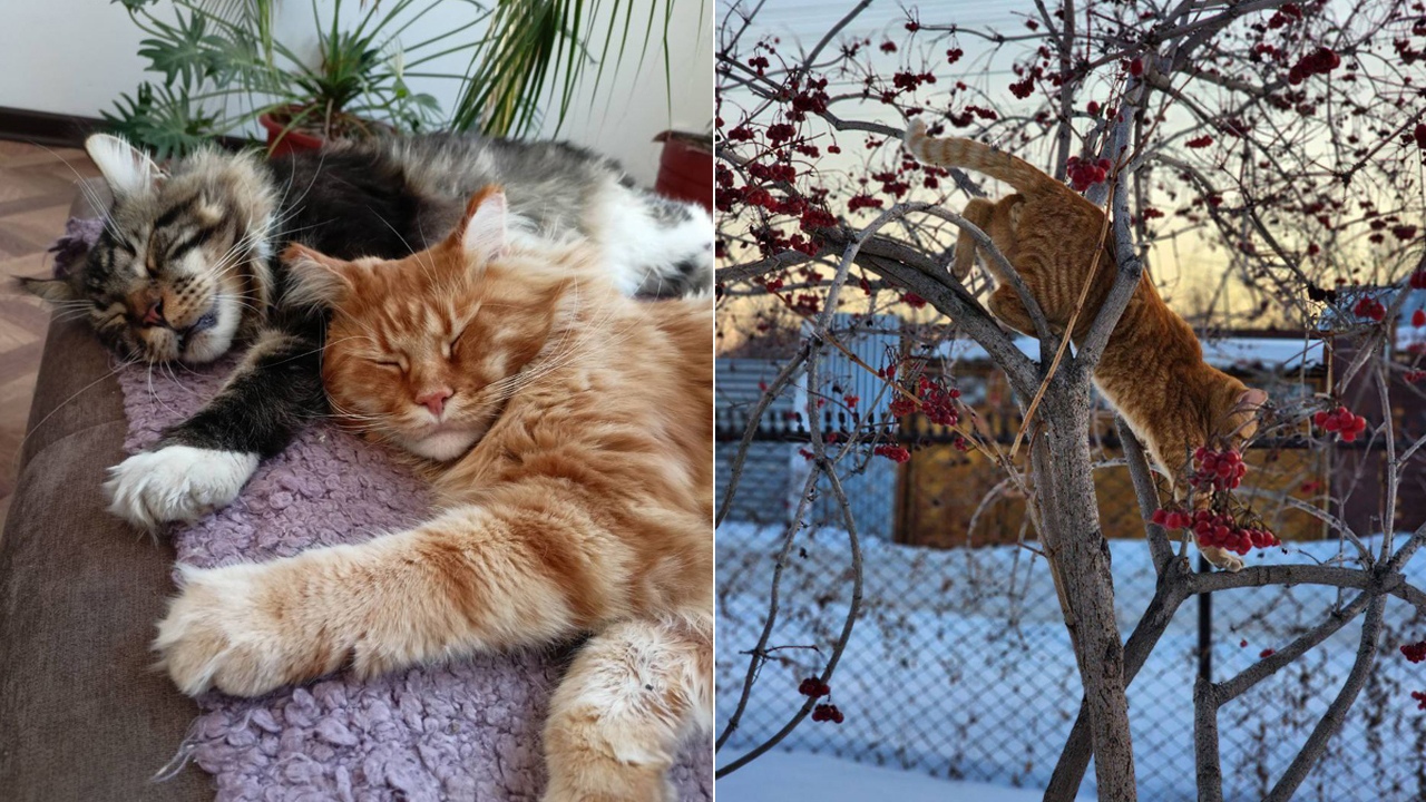 Покажи кота: самых популярных домашних питомцев выбирают на Южном Урале  
