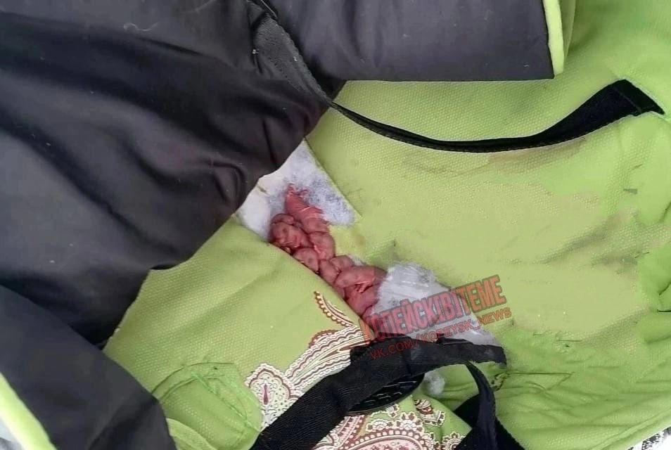 В Челябинской области крыса залезла в коляску с ребенком 