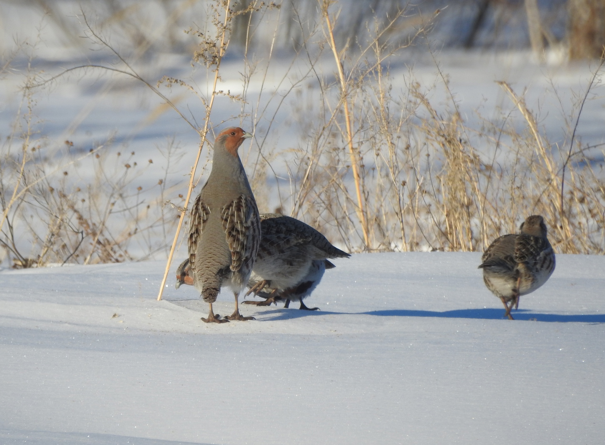 Румяных диких курочек сфотографировали в Челябинской области 