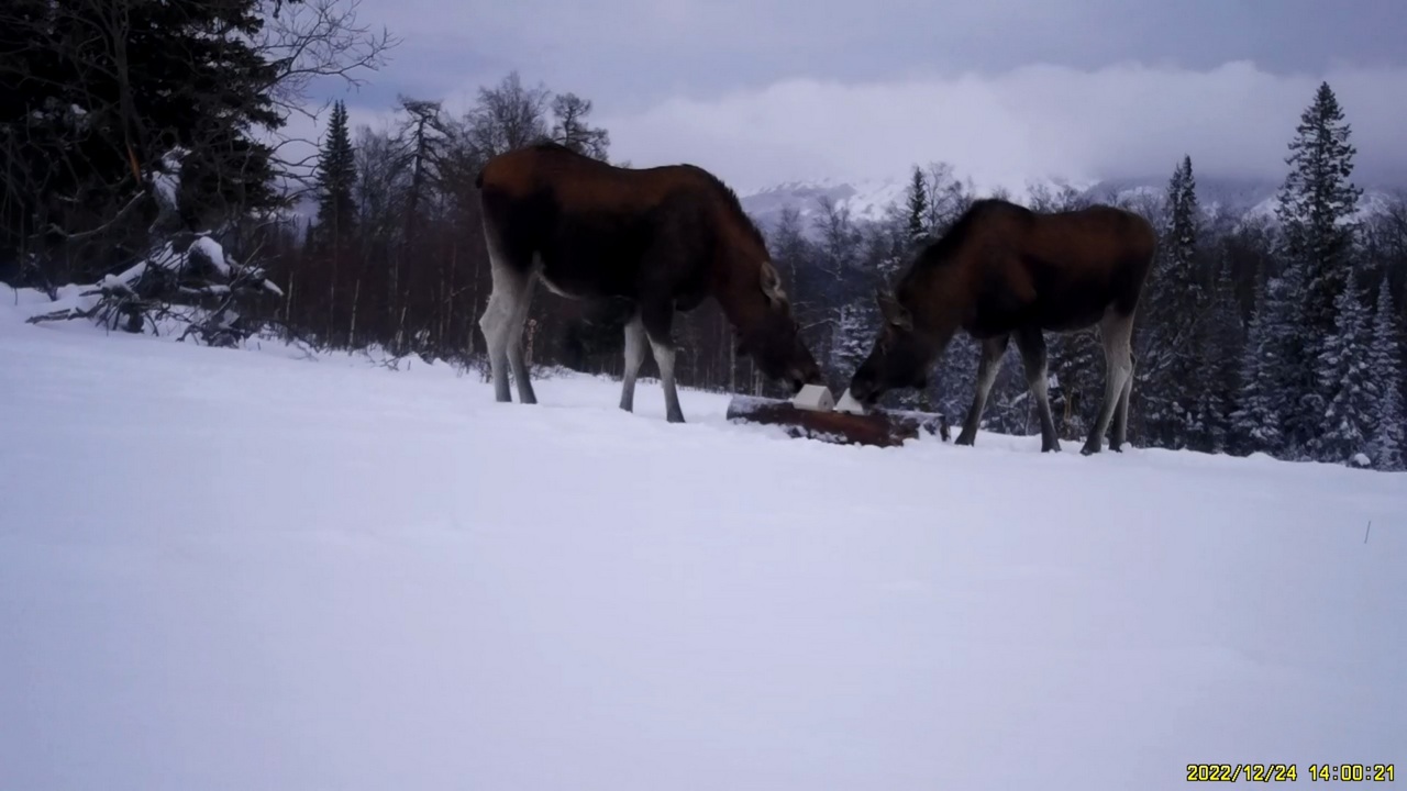 "Cоленый" обед лосей сняли на видео в Челябинской области