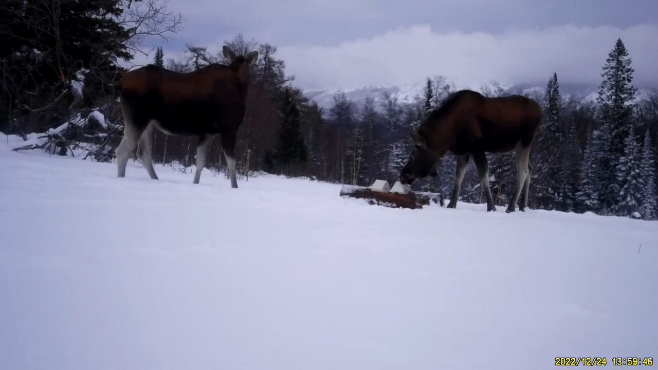"Cоленый" обед лосей сняли на видео в Челябинской области