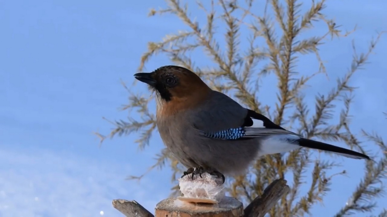 В Челябинской области пернатая команда устроила хор в лесном "кафе"
