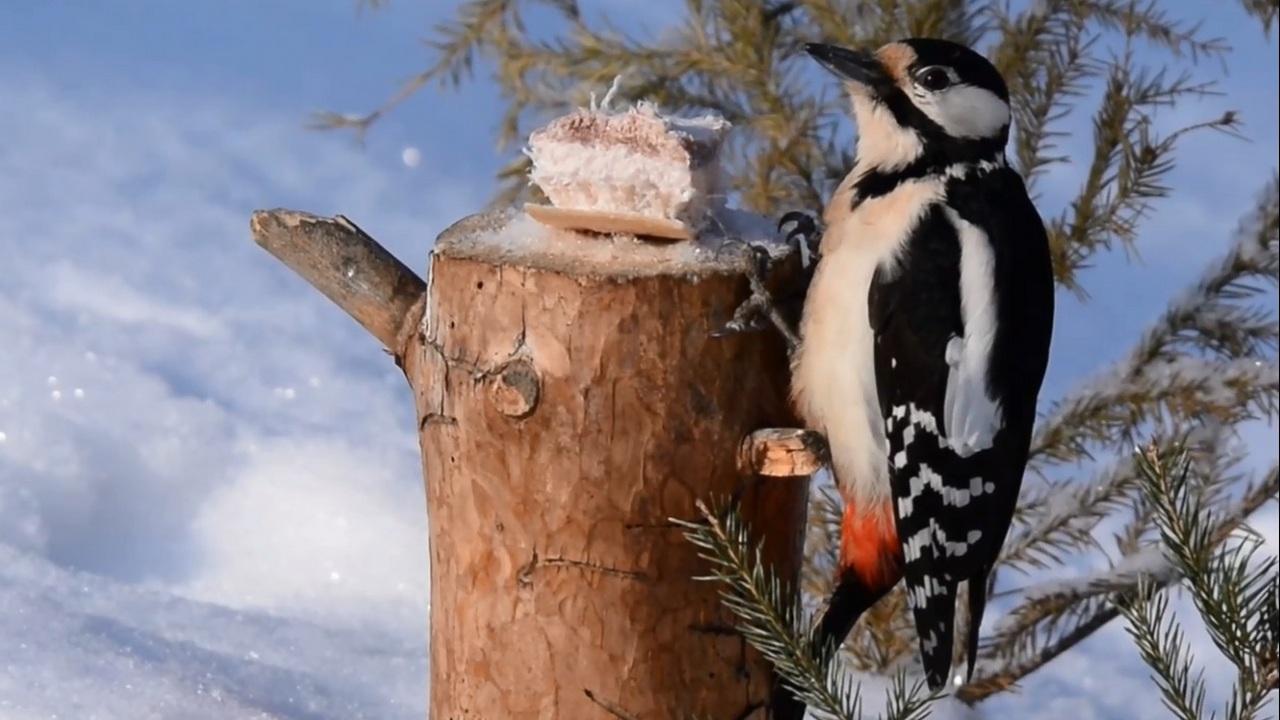 В Челябинской области пернатая команда устроила хор в лесном "кафе"