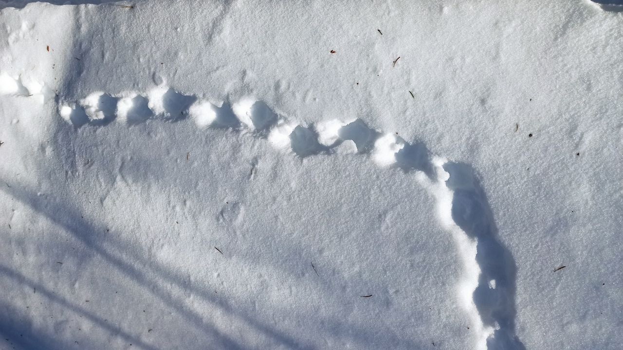 Снежные тоннели: причудливые следы птиц заметили в лесу в Челябинской области