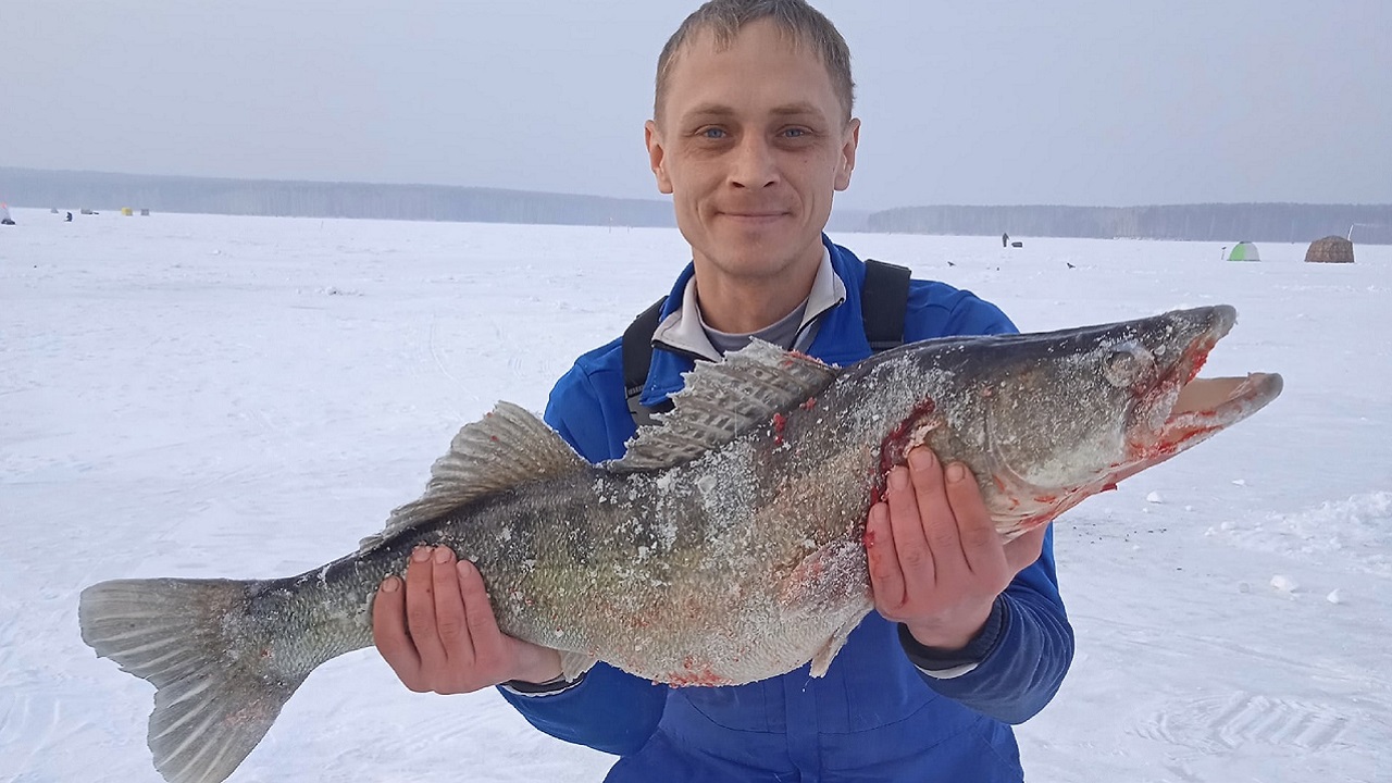 Рыбалка мечты: гигантского судака поймали на Урале Рыбалка мечты: гигантского судака поймали на Урале