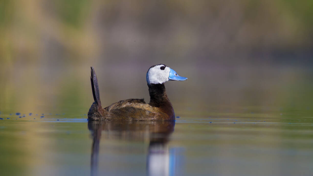В Челябинской области запретят охоту на 2 озерах: в регионе заметили редких птиц