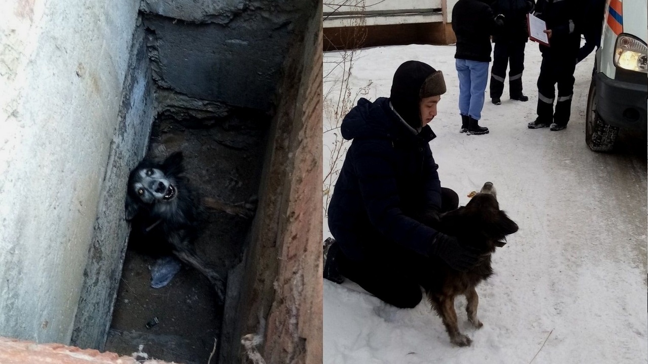 В Челябинске спасли упавшую во время прогулки в вентиляцию собаку