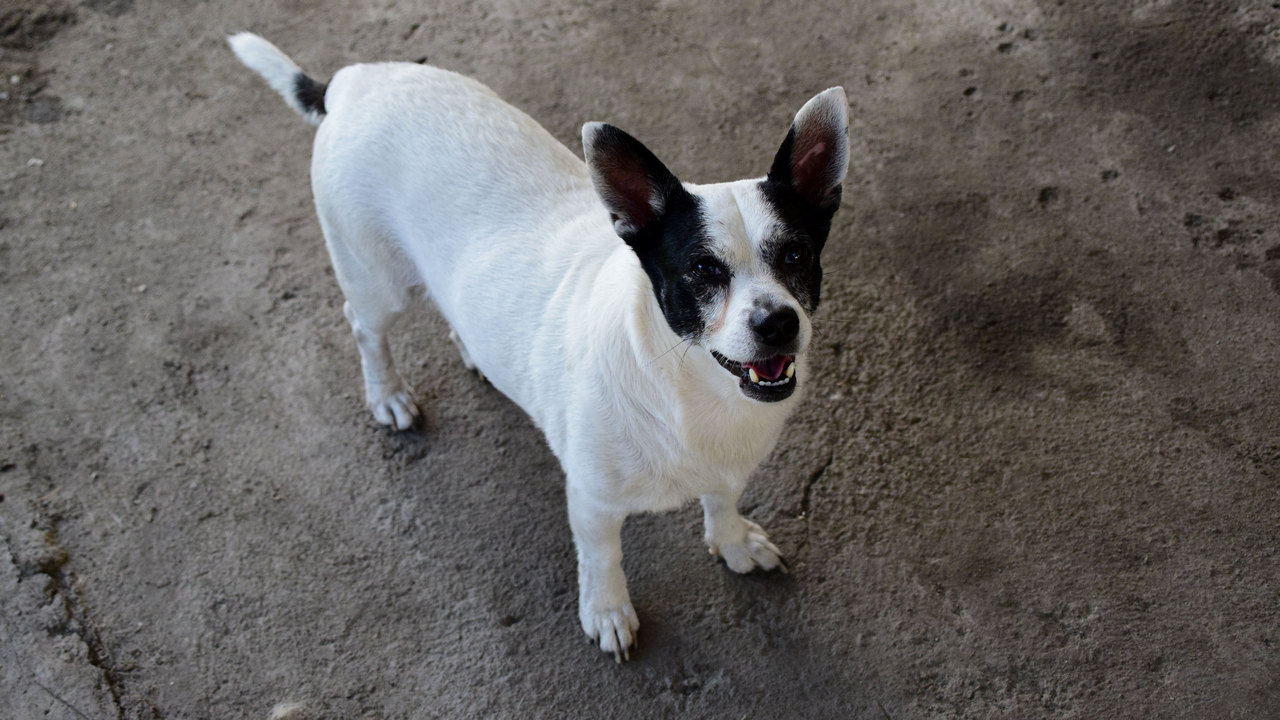 Жители Челябинска могут бесплатно привить домашних собак и кошек от бешенства 
